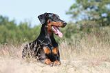 DOBERMANN 774